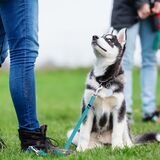 Nicht angeleinte Hunde sorgten für Ärger in Dorsten.