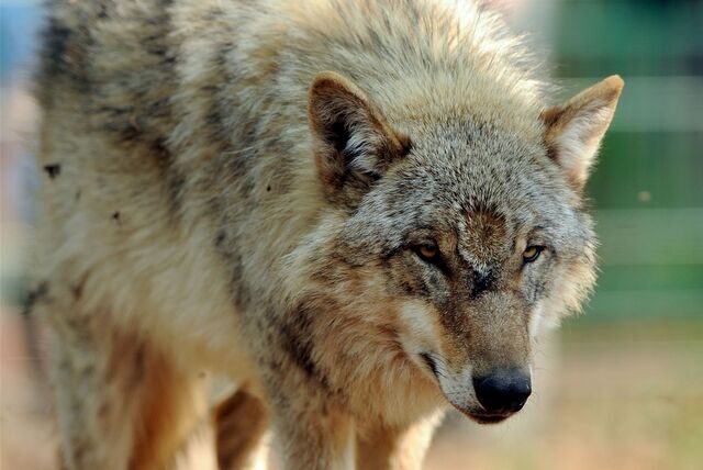 Ein Jungwolf streift durch ein Gehege. Der Jungwolf GW2596m ist erneut nach einem Riss identifiziert worden.