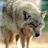 Ein Jungwolf streift durch ein Gehege. Der Jungwolf GW2596m ist erneut nach einem Riss identifiziert worden.