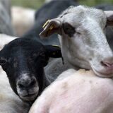 Schafe auf einer Weide