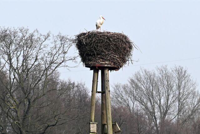 Ein Storch sitzt in seinem Nest.