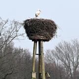 Ein Storch sitzt in seinem Nest.
