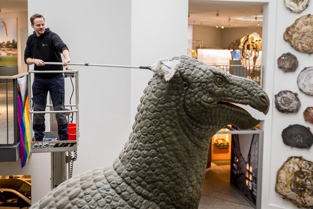 Im Naturmuseum stand der Frühjahrsputz an. Auch der Dino musste abgestaubt werden.