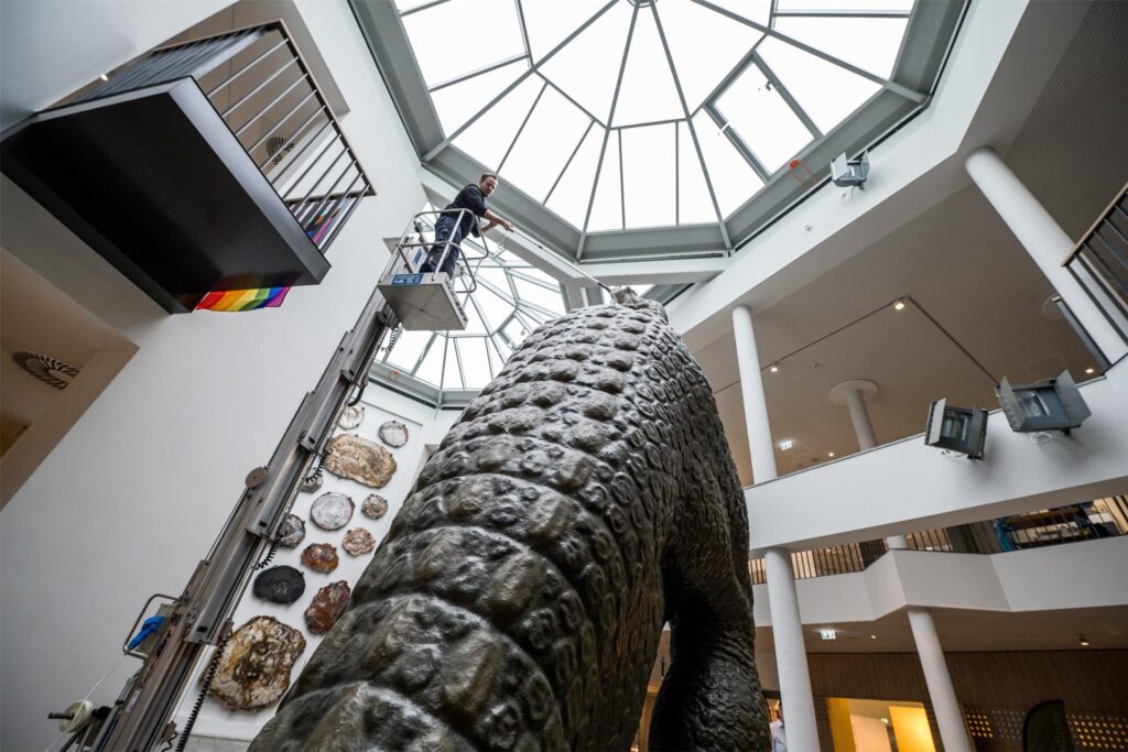 Julian Stromann, Leiter der Bildung und Vermittlung im Naturmuseum, beim Abstauben des Iguanodon-Sauriers im Lichthof des Naturmuseums.