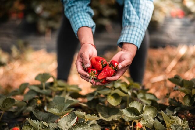 hände pflücken erdbeeren auf einem feld