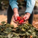 hände pflücken erdbeeren auf einem feld