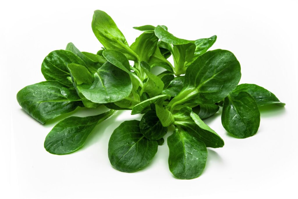 gewaschener feldsalat