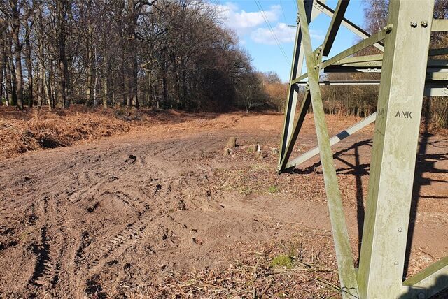 Run um einen Strommast im Pöppinghauser Wald wurden Pflanzen entfernt. Jetzt ist es um den Strommast trocken und kahl.