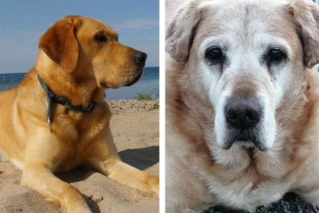 Die Montage zeigt den goldblonden Labrador Balou links in jungen Jahren und rechts als alten Hund mit ergrautem Fell.