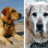 Die Montage zeigt den goldblonden Labrador Balou links in jungen Jahren und rechts als alten Hund mit ergrautem Fell.
