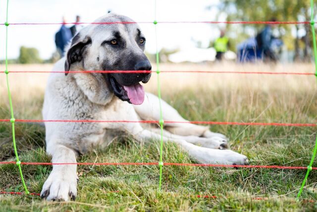 Ein Herdenschutzhund der Rasse Kangal liegt hinter einem Elektrozaun für Schafe.