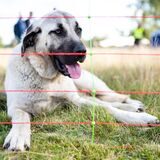 Ein Herdenschutzhund der Rasse Kangal liegt hinter einem Elektrozaun für Schafe.