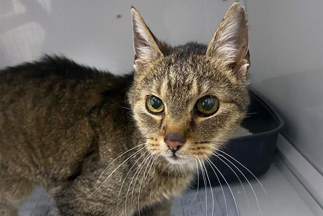 Halterner Kater, der im Tierheim in Cuxhaven abgegeben wurde