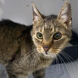 Halterner Kater, der im Tierheim in Cuxhaven abgegeben wurde