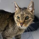 Fundkater Linus aus Haltern