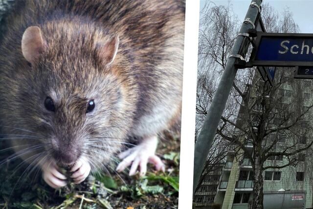 Eine Ratte und ein Bild des Hochhauses im Schophof-Quartier.