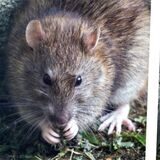 Eine Ratte und ein Bild des Hochhauses im Schophof-Quartier.