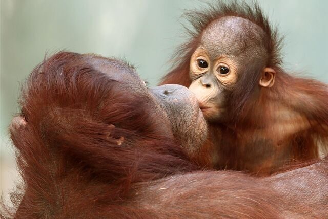 Zwei Orang-Utans küssen sich.