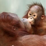 Zwei Orang-Utans küssen sich.
