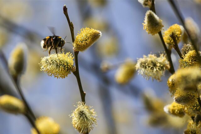 Eine Hummel sitzt auf einem blühenden Weidenkätzchen.
