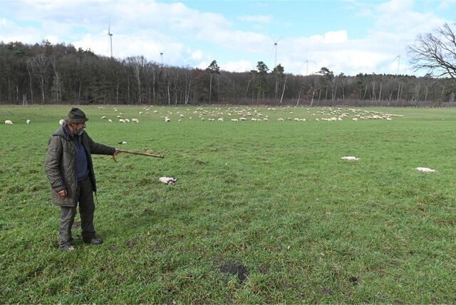 Schäfer Erwin Biedermann zeigt auf die toten Tiere am Rande seiner Herde