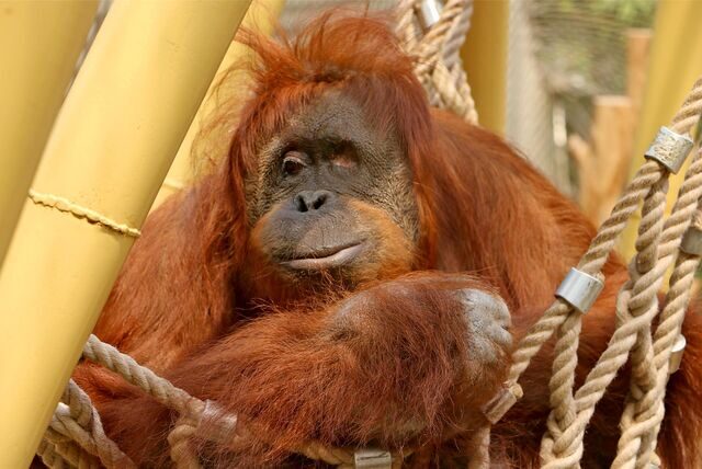 Das Orang-Utan-Weibchen Kasih aus der Zoom Erlebniswelt in Gelsenkirchen zählt weltweit zu den ältesten Orang Utans.