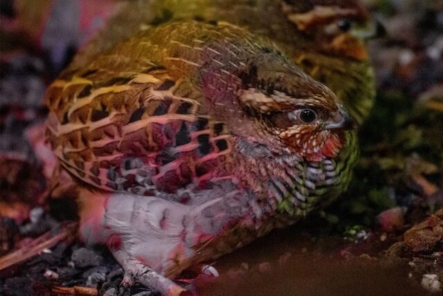 Besucher können künftig die Dschungelwachtel im Dortmunder Zoo begrüßen.