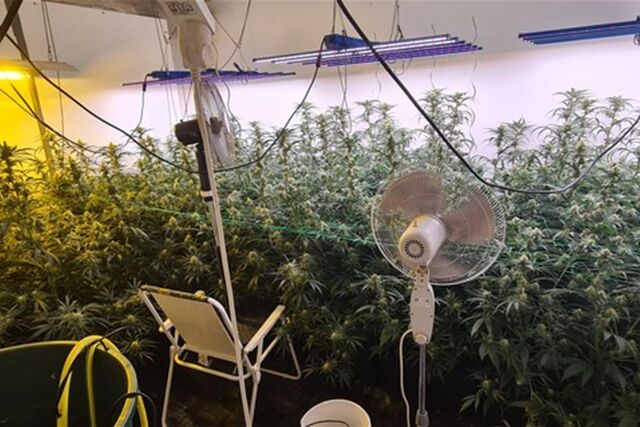 Eine Cannabisplantage haben Ermittler der Polizei in einer Gladbecker Wohnung gefunden.
