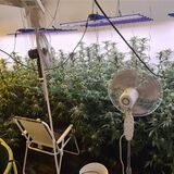 Eine Cannabisplantage haben Ermittler der Polizei in einer Gladbecker Wohnung gefunden.