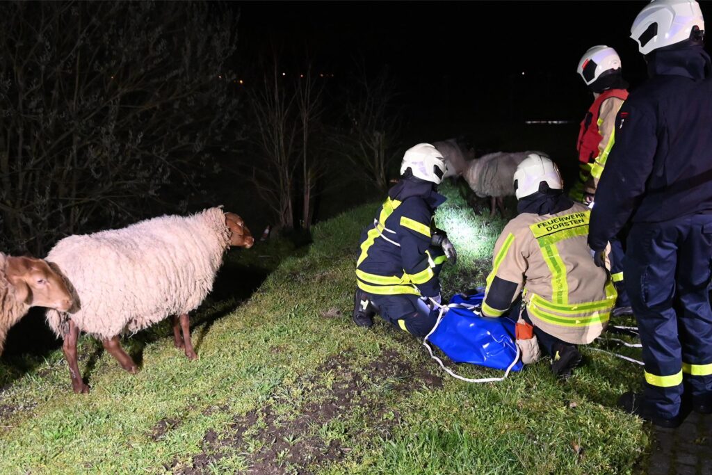 Das Lamm konnte unverletzt zu seiner Herde zurückkehren. Das Lamm konnte unverletzt zu seiner Herde zurückkehren.