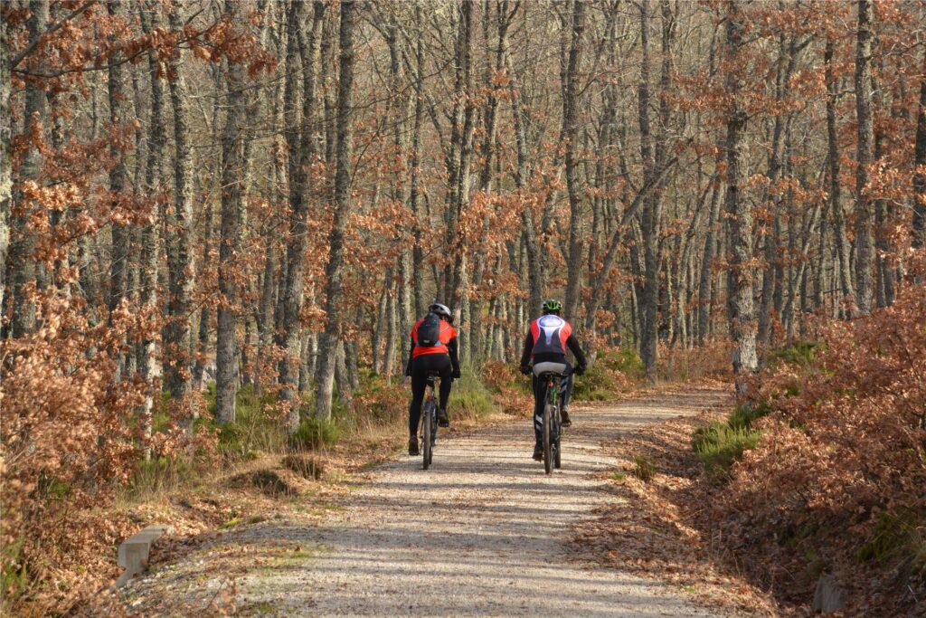 Radfahrer im Wald