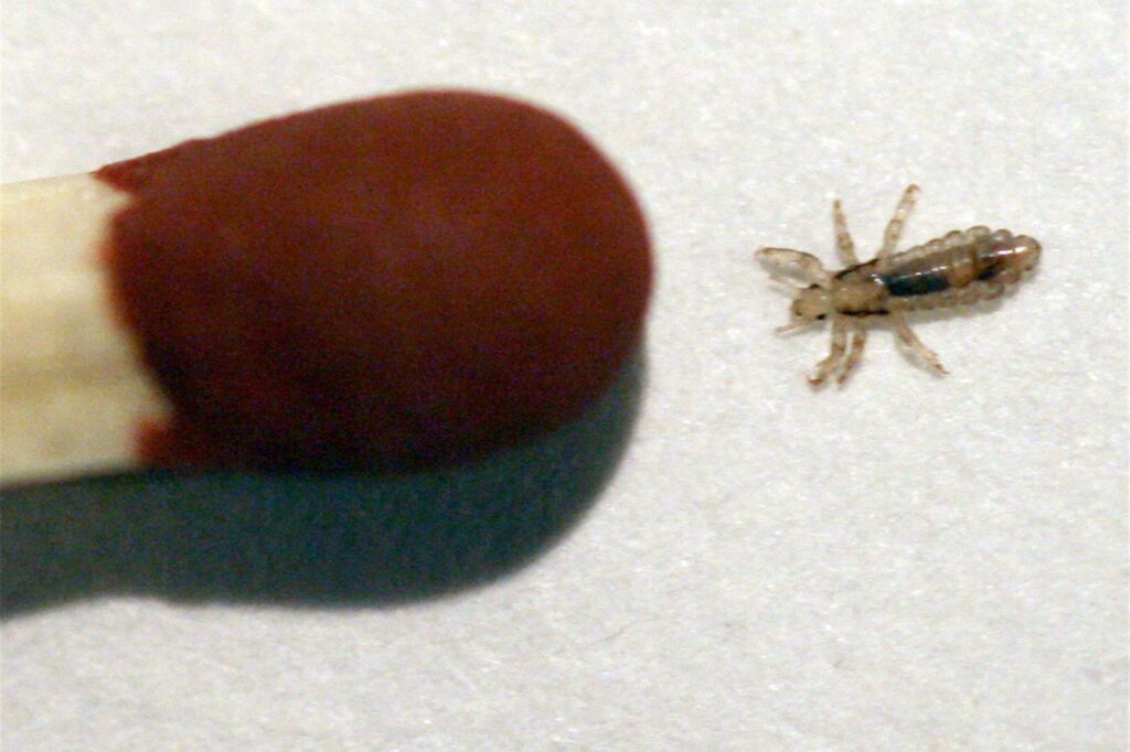 Eine Kopflaus (lat.: Pediculus humanus capitis) ist zum Größenvergleich neben einem Streichholzkopf zu sehen. Eine Kopflaus (lat.: Pediculus humanus capitis) ist zum Größenvergleich neben einem Streichholzkopf zu sehen.