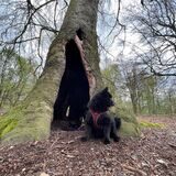 120 bis 160 Jahre alt sollen diese Buchen in Rauxel sein. In einem der ausgehöhlten Stämme ist eine Feuerstelle. Wer zündelt hier, fragt sich Sabine Pohl, die Halterin von Hund Finchen.