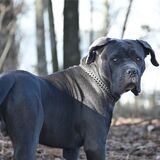 Ein Mann hat seinen Hund auf Mitarbeiter des Ordnungsamtes gehetzt. (Symbolbild)