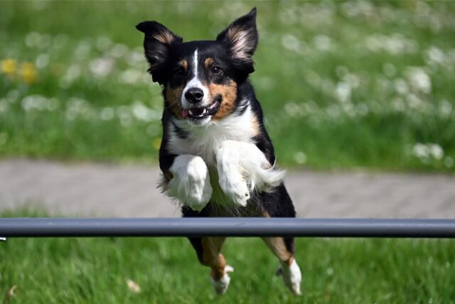 Der „Miniatur American Shepherd“ Yksi nimmt alle Hürden. Bei der Messe „Dogs & fun“  vom 12. bis 14. Mai in den Dortmunder Westfalenhallen lernen auch Besucherhunde, wie das geht.