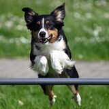 Der „Miniatur American Shepherd“ Yksi nimmt alle Hürden. Bei der Messe „Dogs & fun“  vom 12. bis 14. Mai in den Dortmunder Westfalenhallen lernen auch Besucherhunde, wie das geht.
