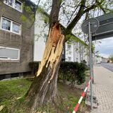 Baum an der Römerstraße in Castrop-Rauxel, von dem am Sonntagnachmittag ein großer Ast abgebrochen ist