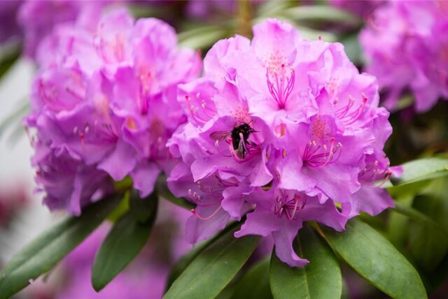 Rhododendren sind Flachwurzler, sie müssen kräftig gewässert werden.
