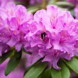 Rhododendren sind Flachwurzler, sie müssen kräftig gewässert werden.