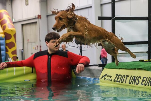 Beim „Dog Diving“ springen die Hunde in den Pool. Manche Vierbeiner konnten davon schon am ersten Messetag gar nicht genug bekommen.