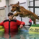 Beim „Dog Diving“ springen die Hunde in den Pool. Manche Vierbeiner konnten davon schon am ersten Messetag gar nicht genug bekommen.