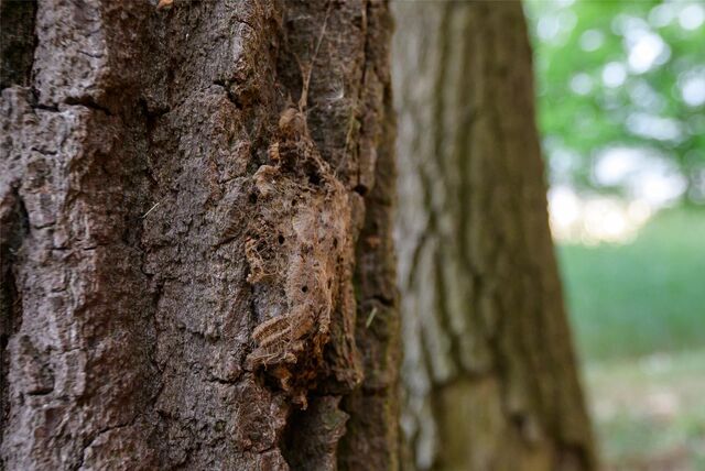 Ein Nest von Eichenprozessionsspinnern an einem Baum.