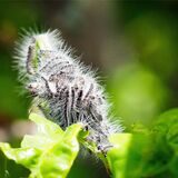 Pilotprojekt gegen Eichenprozessionsspinner in Bochum: Pheromone gegen Gift-Raupen