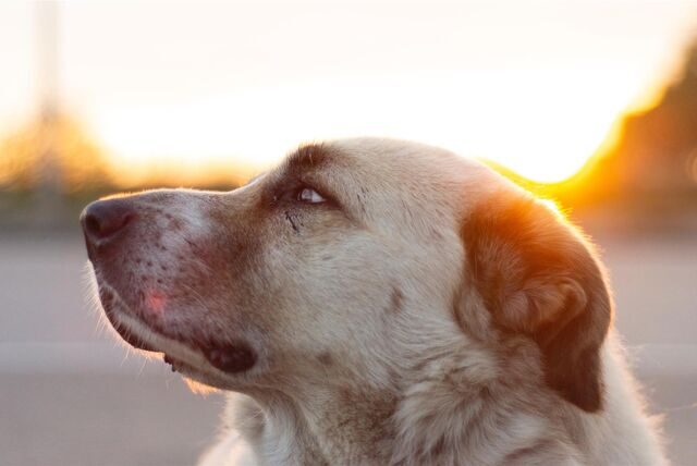 Eine Kangal-Hündin: Ein Tier dieser Rasse ist in Körne auf einem Spielplatz misshandelt worden.