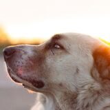 Eine Kangal-Hündin: Ein Tier dieser Rasse ist in Körne auf einem Spielplatz misshandelt worden.