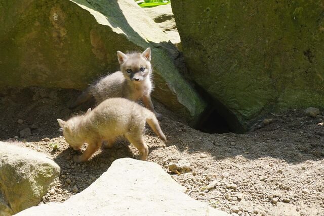 Im Gehege der Steppenfüchse im Tierpark Recklinghausen können die neuen Jungtiere bestaunt werden.