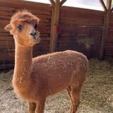 Ein braunes Alpaka auf der Vivamos Alpaka Farm in Castrop-Rauxel