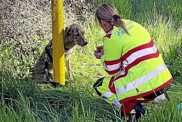Die Tierrettung Essen e.V. rettete den stark verängstigten und angebundenen Twingo in der Nähe von Bahnschienen in Gladbeck.