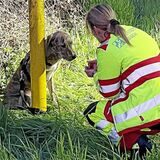 Die Tierrettung Essen e.V. rettete den stark verängstigten und angebundenen Twingo in der Nähe von Bahnschienen in Gladbeck.
