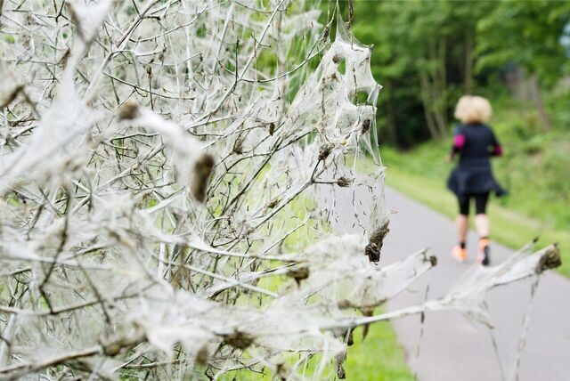 Im Vordergrund ein Strauch, der von der Gespinstmotte in ein weißes Netz eingehüllt wurde, im Hintergrund eine Joggerin im schwarzen Outfit